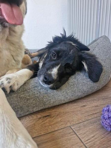Feli, aktive Junghündin sucht Traumplatz