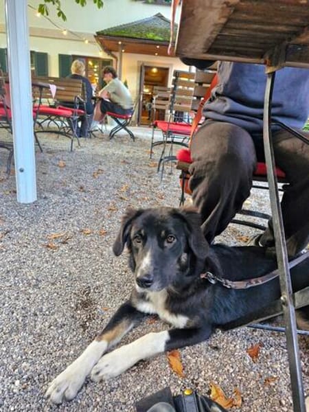 Feli, aktive Junghündin sucht Traumplatz