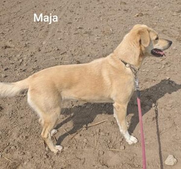 Maja, zierlich und hübsch u. trotzdem plötzlich alleine