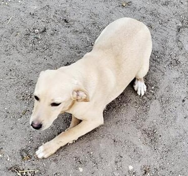 NALA  ein kleines Glück auf vier Pfoten