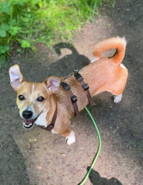 Nuska - 35 cm sucht Kuschelpartner