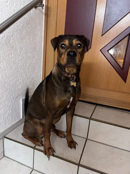 Junghund Charly sucht endlich die richtigen Menschen