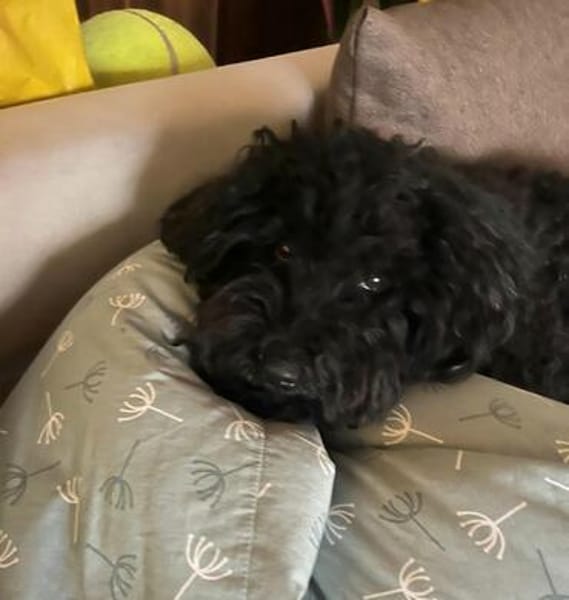 Döncsi verlor zum 2. Sein Frauchen und sein Zuhause