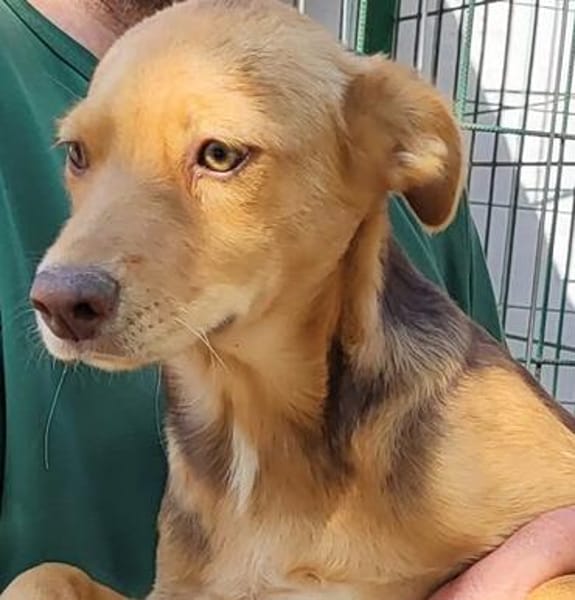 WELPENGLÜCK GESUCHT: NESSA SUCHT IHRE FAMILIE