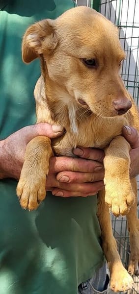 WELPENGLÜCK GESUCHT: NESSA SUCHT IHRE FAMILIE
