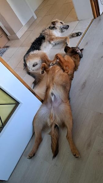 Remus sucht seine Menschen