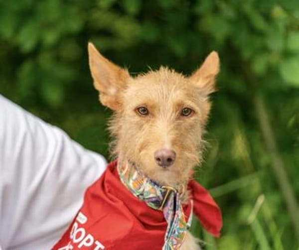 fröhlicher Tom sucht Menschen und Hundekumpel