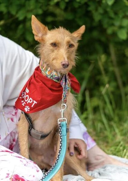fröhlicher Tom sucht Menschen und Hundekumpel