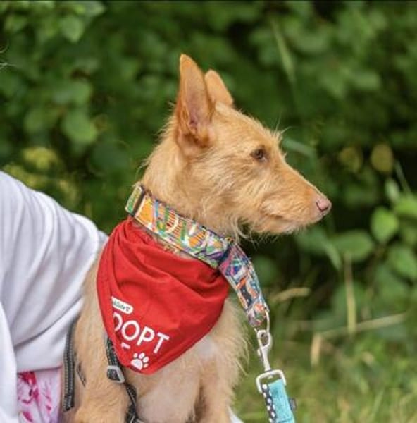 fröhlicher Tom sucht Menschen und Hundekumpel