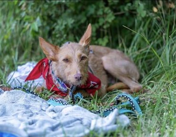 fröhlicher Tom sucht Menschen und Hundekumpel