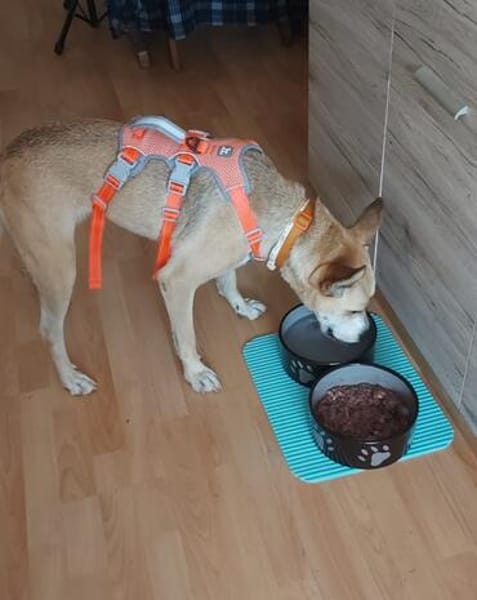 Sowa sucht dringend einen Einzelplatz!