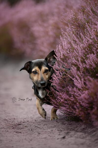 Heidi Tierschutzhund in 38448 Wolfsburg