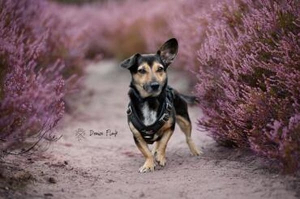Heidi Tierschutzhund in 38448 Wolfsburg