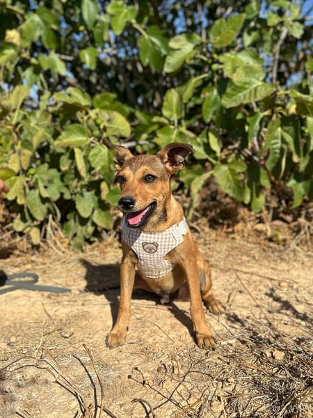 TITO (Animalea)