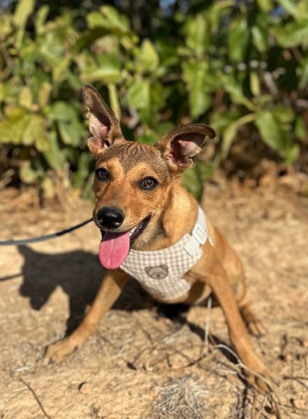 TITO (Animalea)