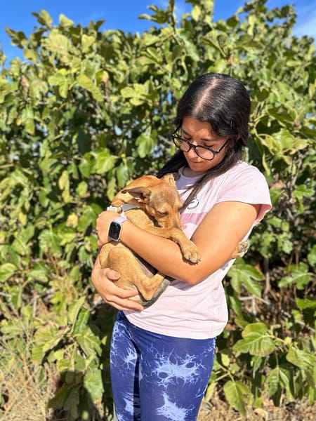 TITO (Animalea)