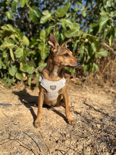 TITO (Animalea)