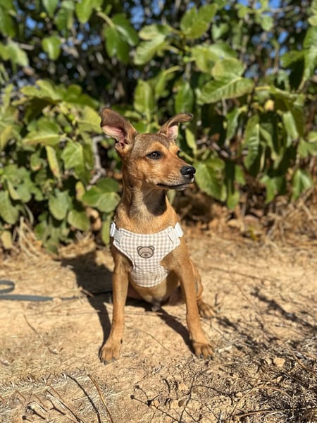 TITO (Animalea)