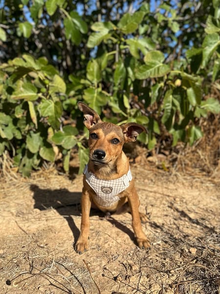 TITO (Animalea)