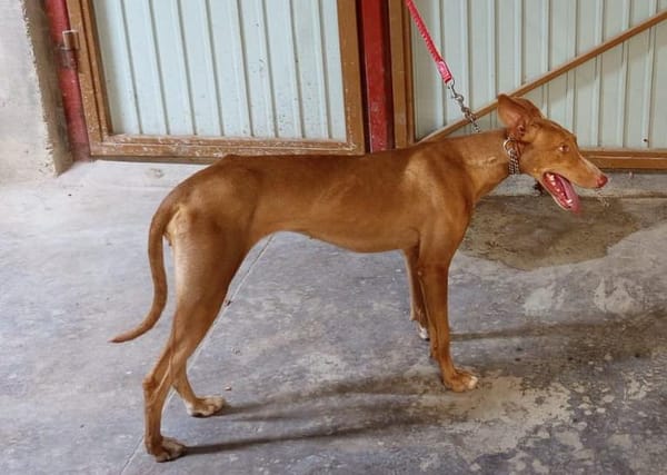 FLECHA (Maria)