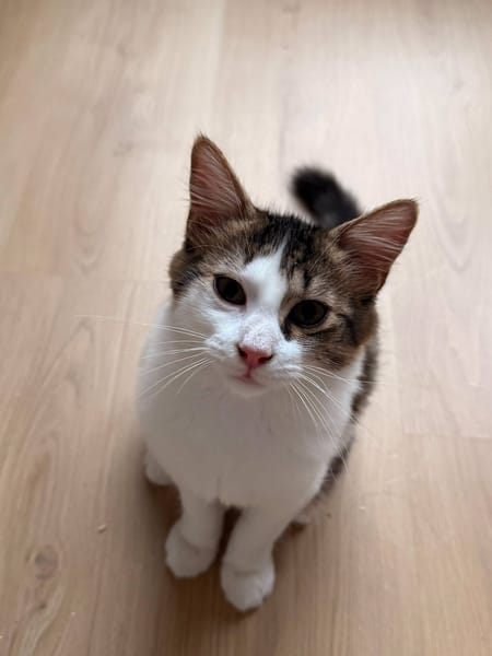 Sinatra