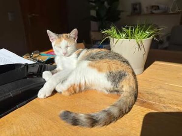Finchen und Calypso suchen gemeinsam ihr Glück!