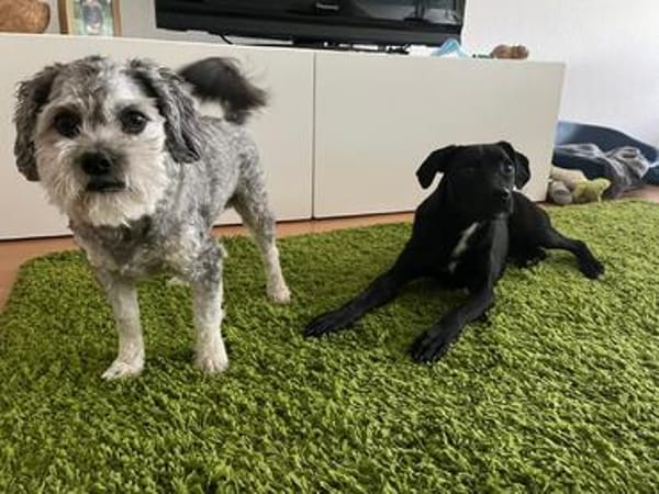 Süßmaus Darki sucht Zuhause ❤