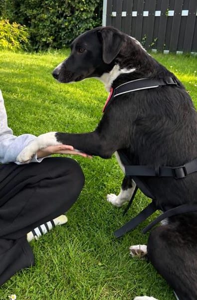 🐾 Fibs  ein Herz auf vier Pfoten sucht sein Glück! 🐾