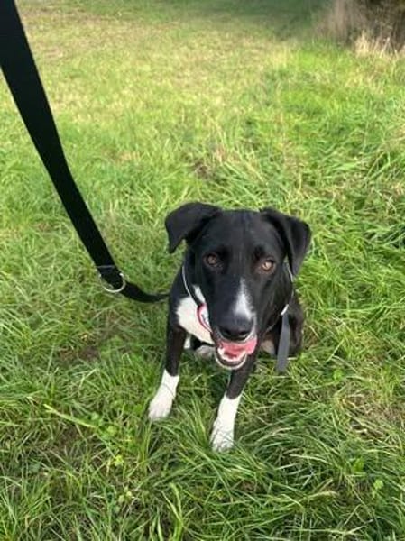 🐾 Fibs  ein Herz auf vier Pfoten sucht sein Glück! 🐾