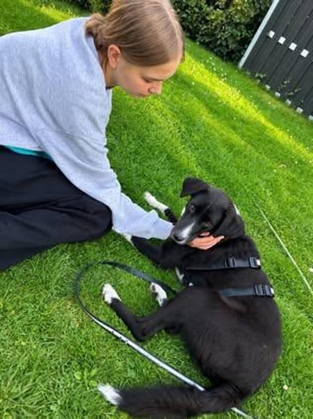 🐾 Fibs  ein Herz auf vier Pfoten sucht sein Glück! 🐾