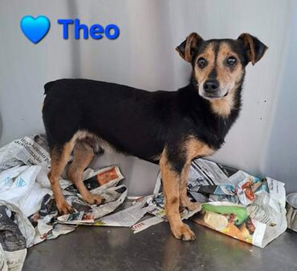 Theo - ein kleiner Süßer
