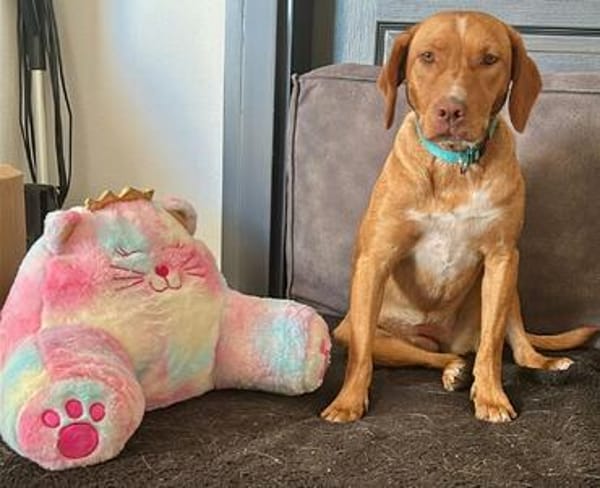 Rosa, aktiv und lieb