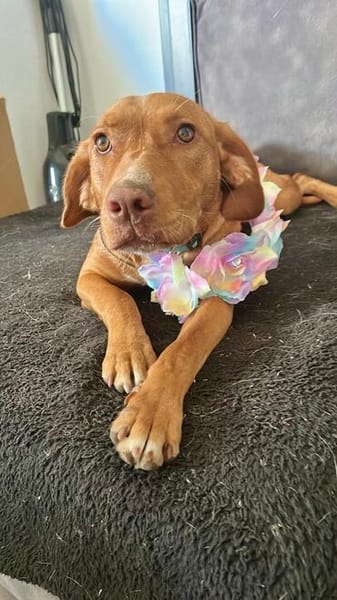 Rosa, aktiv und lieb