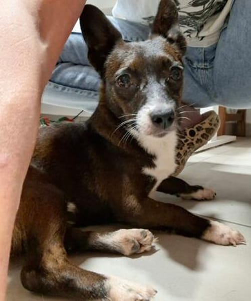 Picolino - kleiner Charmeur sucht Zuhause