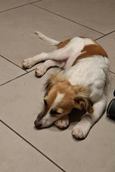 Pit - kleiner Lausbub