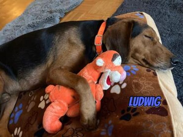 Ludwig - sanft, menschenbezogen, lernwillig, eher ruhig