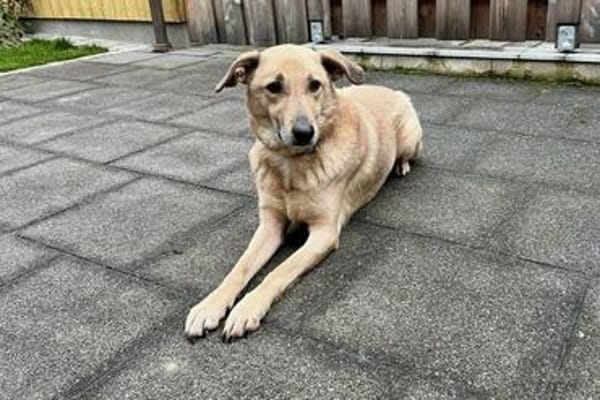 Lucky möchte endlich ein Zuhause haben