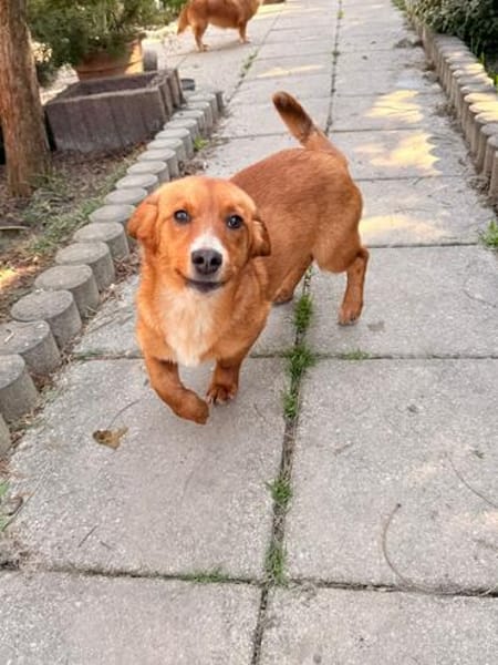 Rocco muss sein Zuhause sofort verlassen