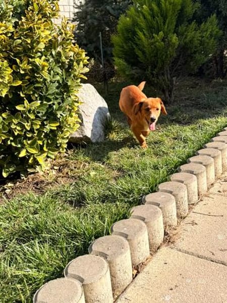 Rocco muss sein Zuhause sofort verlassen