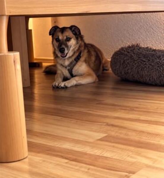 Unsere zarte Hundeseele Fee sucht ein liebevolles Zuhause