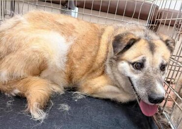 Unsere zarte Hundeseele Fee sucht ein liebevolles Zuhause