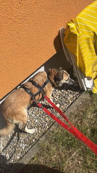 Unsere zarte Hundeseele Fee sucht ein liebevolles Zuhause