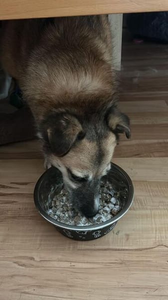 Unsere zarte Hundeseele Fee sucht ein liebevolles Zuhause