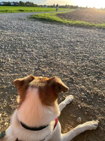 Unsere tolle Herzenshündin Coco sucht ihr goldenes Körbchen