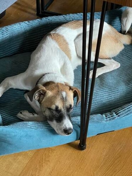 Unsere tolle Herzenshündin Coco sucht ihr goldenes Körbchen