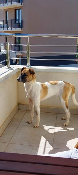 Unsere tolle Herzenshündin Coco sucht ihr goldenes Körbchen