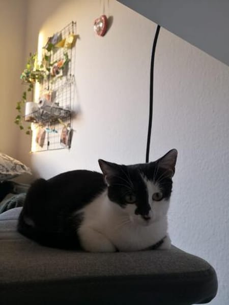 Die hübsche Morgana sucht ihr Körbchen