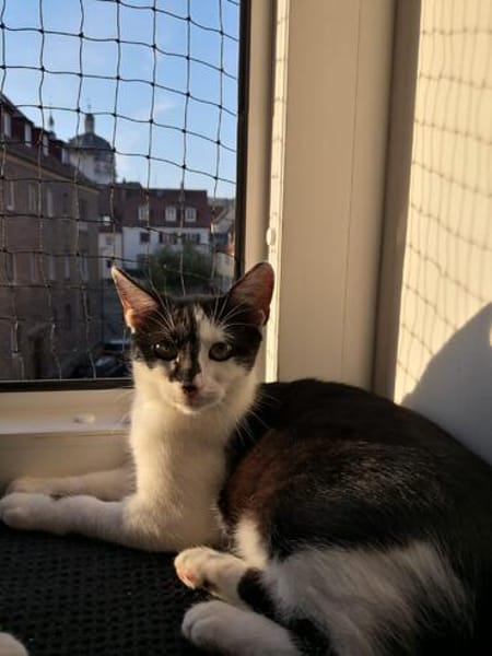Die hübsche Morgana sucht ihr Körbchen