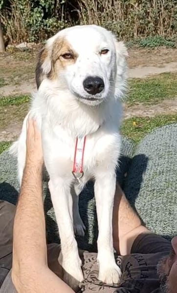 Vale  Hundemädchen sucht Happy-Home