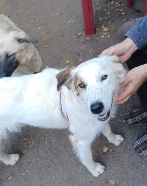 Vale  Hundemädchen sucht Happy-Home